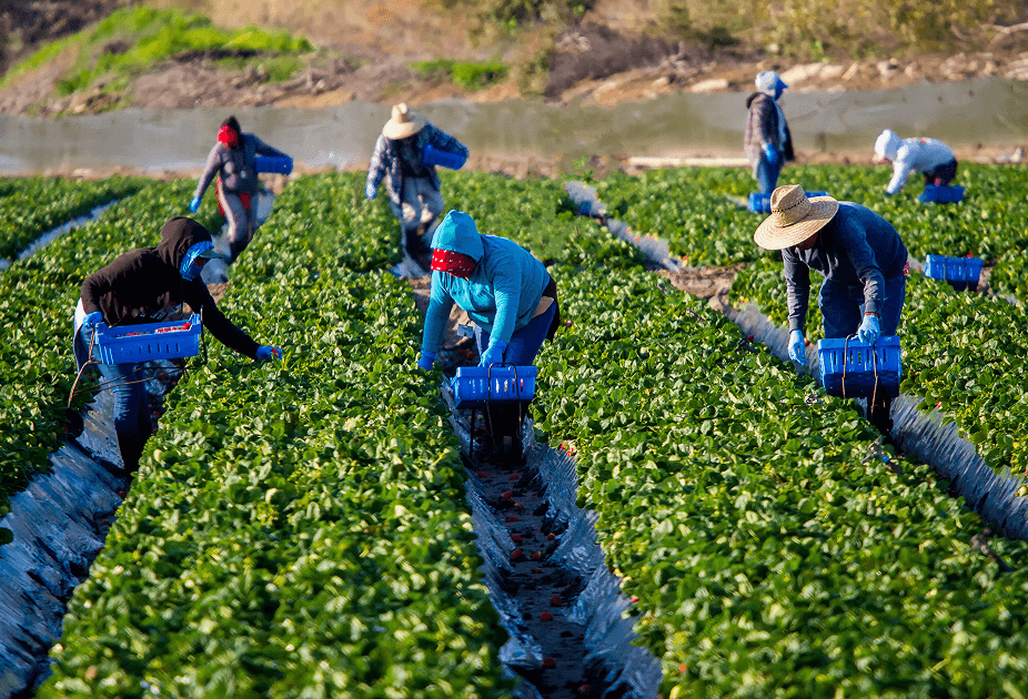 California agricultural workers on a field